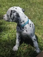 Boeing-Wanderlust Litter , a male Dalmatian for sale in Elkton, VA – 7 of 10