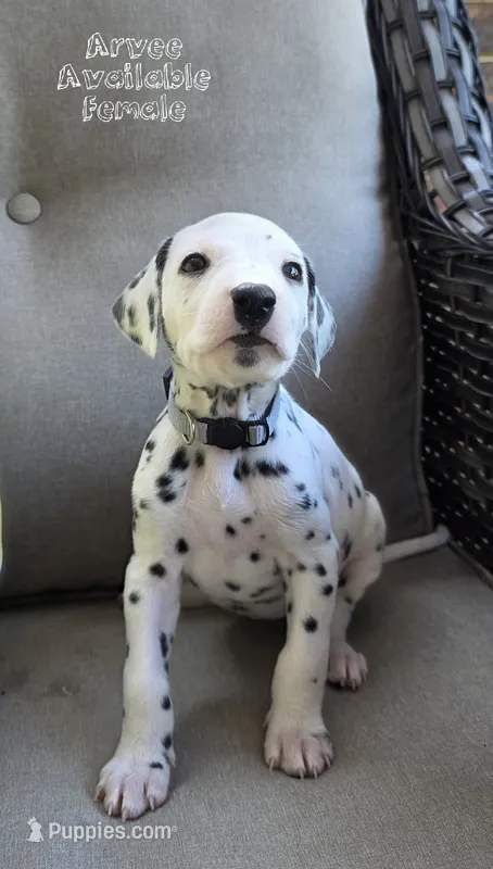 Arvee(RV)-Wanderlust Litter  – Dalmatian puppy for sale in Elkton, VA