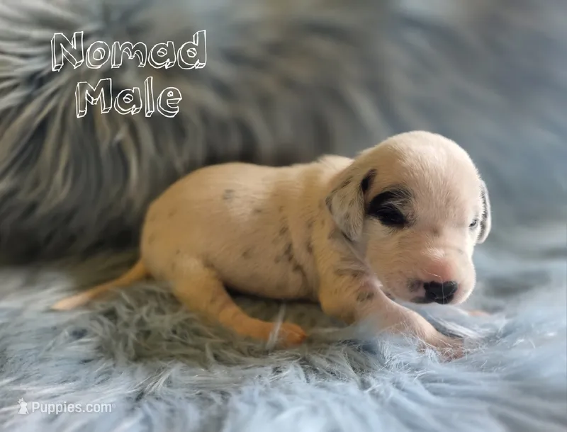 Nomad-Wanderlust Litter  – Dalmatian puppy for sale in Elkton, VA