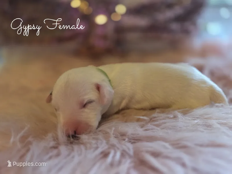 Gypsy-Wanderlust Litter  – Dalmatian puppy for sale in Elkton, VA