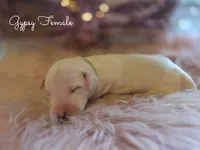 Gypsy-Wanderlust Litter , a female Dalmatian for sale in Elkton, VA – 9 of 10