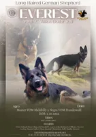 7-Up , a female German Shepherd Dog for sale in Elkton, VA – 3 of 3