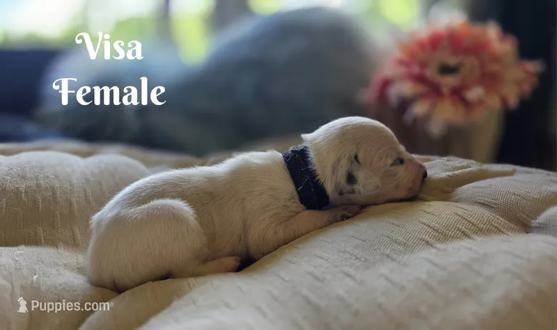 Visa-Wanderlust Litter  – Dalmatian puppy for sale in Elkton, VA