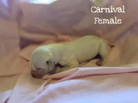 Carnival-Wanderlust Litter , a female Dalmatian for sale in Elkton, VA – 2 of 3