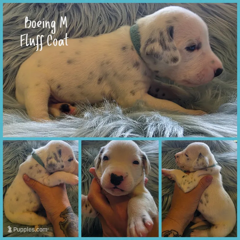 Boeing-Wanderlust Litter  – Dalmatian puppy for sale in Elkton, VA