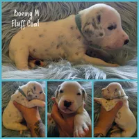 Boeing-Wanderlust Litter , a male Dalmatian for sale in Elkton, VA – 8 of 10