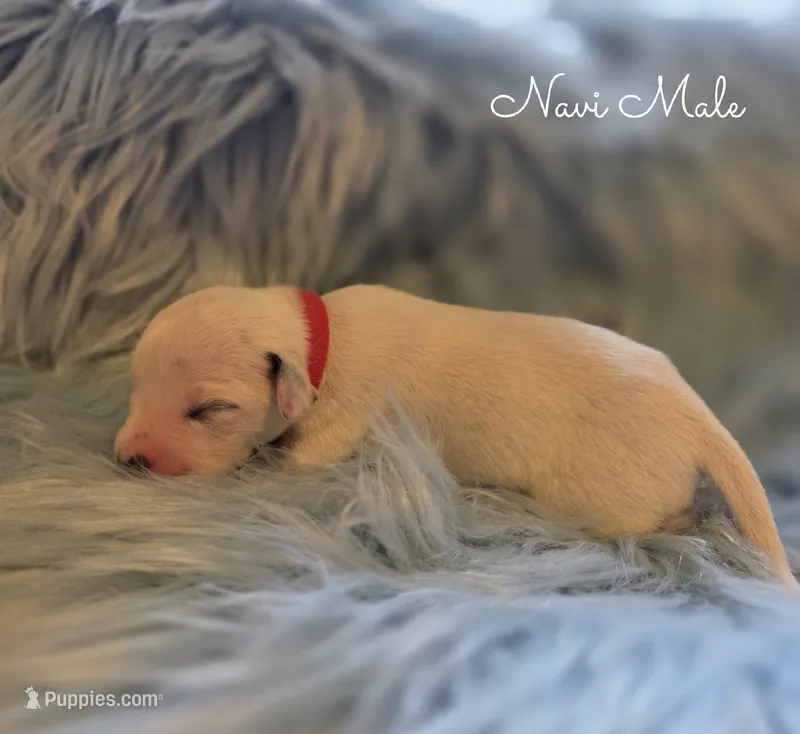 Navi-Wanderlust Litter  – Dalmatian puppy for sale in Elkton, VA