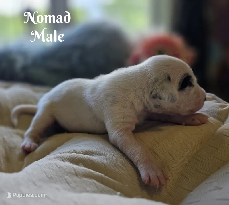 Nomad-Wanderlust Litter  – Dalmatian puppy for sale in Elkton, VA