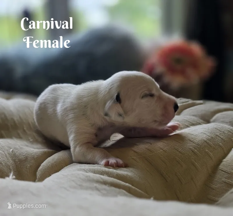 Carnival-Wanderlust Litter  – Dalmatian puppy for sale in Elkton, VA