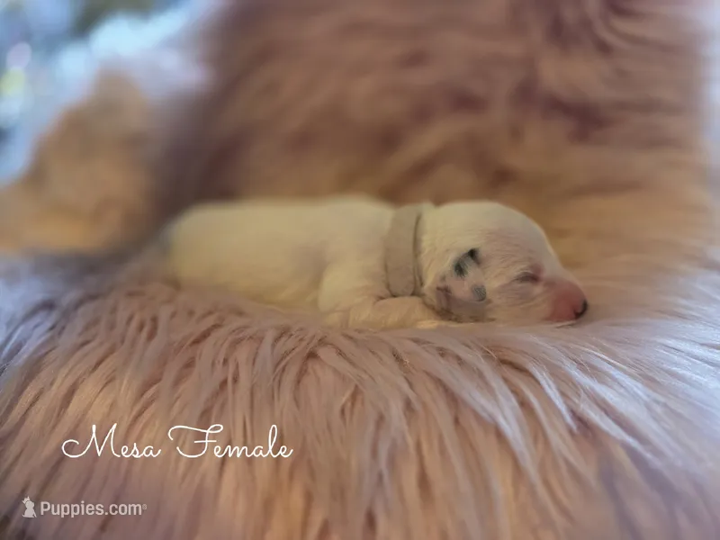 Mesa Wanderlust Litter  – Dalmatian puppy for sale in Elkton, VA