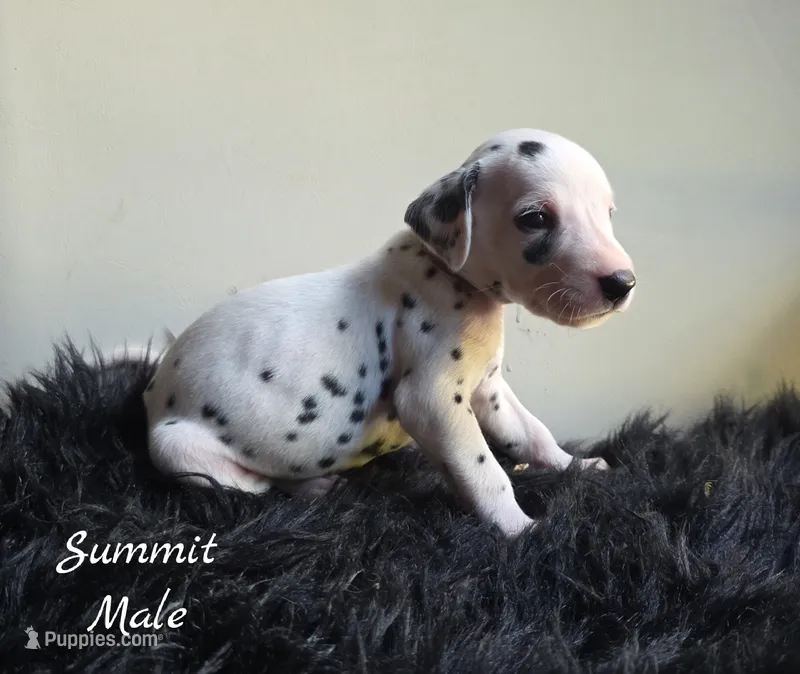 Summit-Wanderlust Litter  – Dalmatian puppy for sale in Elkton, VA