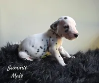 Summit-Wanderlust Litter , a male Dalmatian for sale in Elkton, VA – 8 of 10