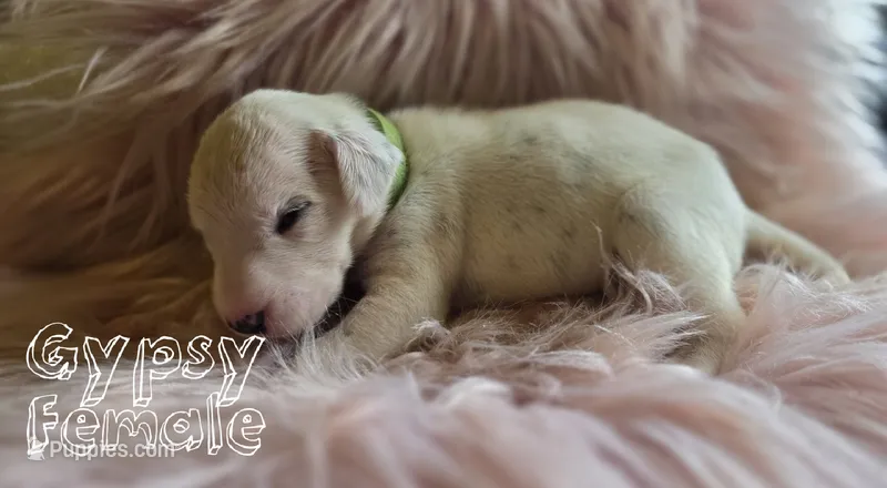 Gypsy-Wanderlust Litter  – Dalmatian puppy for sale in Elkton, VA