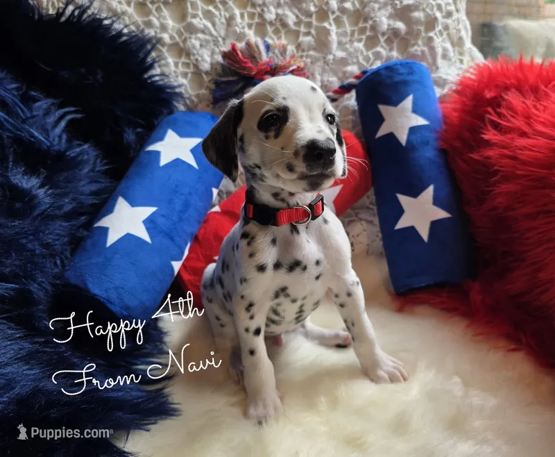 Navi-Wanderlust Litter  – Dalmatian puppy for sale in Elkton, VA