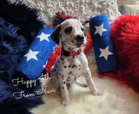Navi-Wanderlust Litter , a male Dalmatian for sale in Elkton, VA – 2 of 10