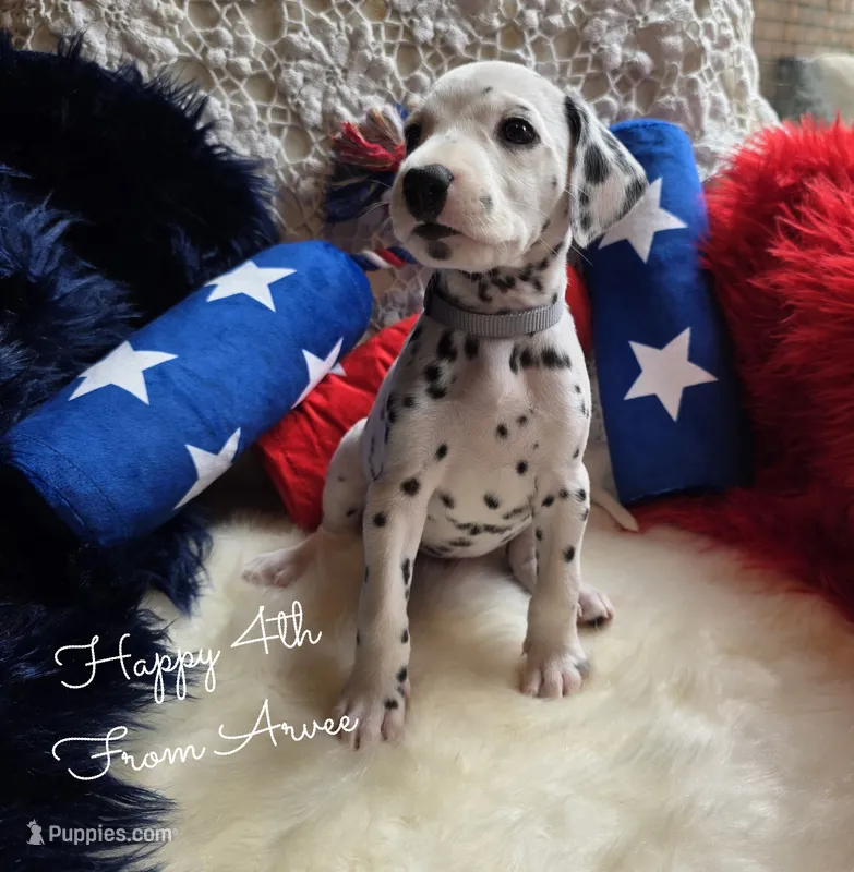 Arvee(RV)-Wanderlust Litter  – Dalmatian puppy for sale in Elkton, VA