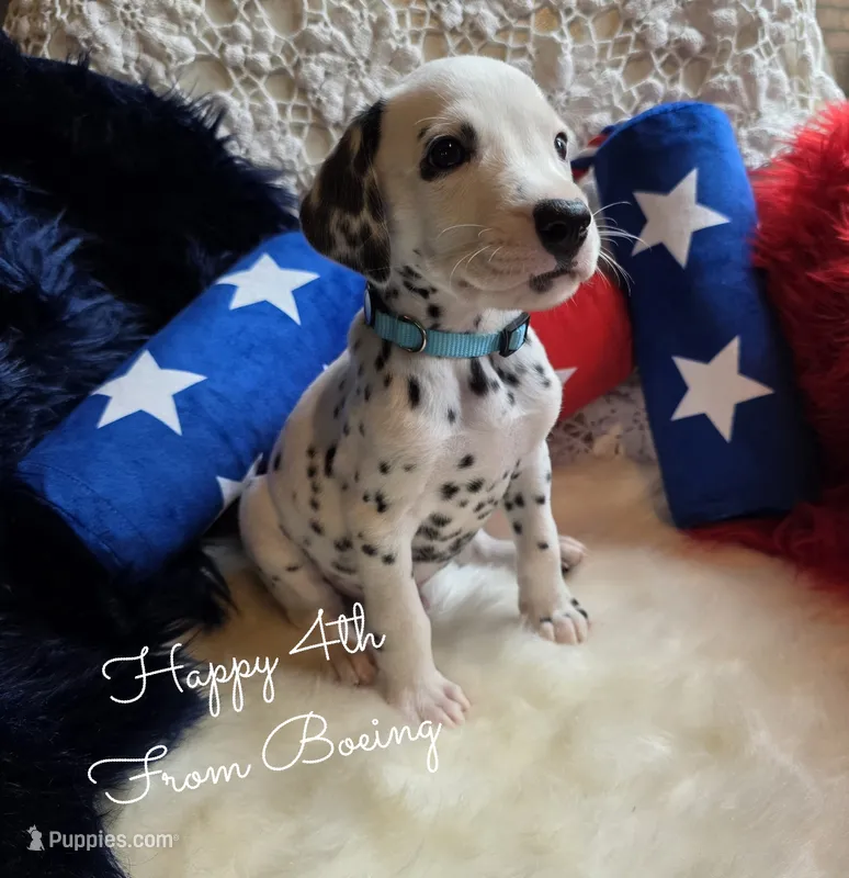 Boeing-Wanderlust Litter  – Dalmatian puppy for sale in Elkton, VA