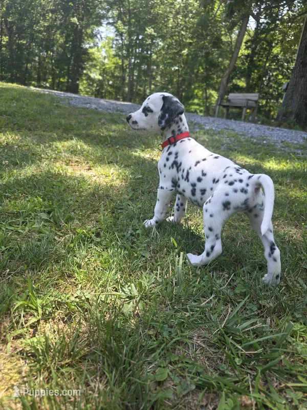 Navi-Wanderlust Litter  – Dalmatian puppy for sale in Elkton, VA