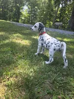 Navi-Wanderlust Litter , a male Dalmatian for sale in Elkton, VA – 1 of 10