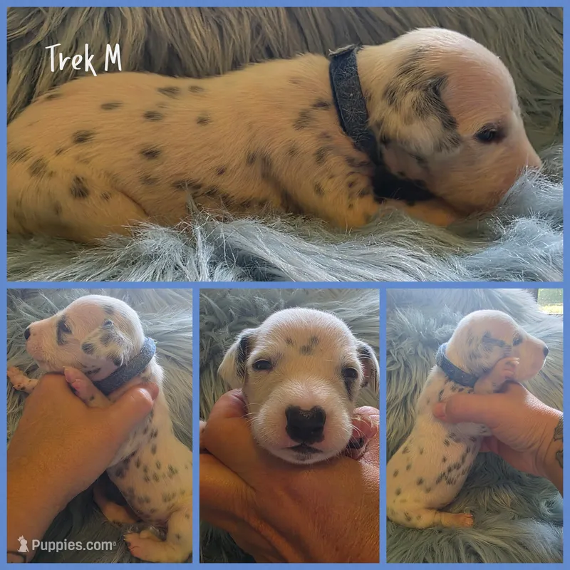 Trek-Wanderlust Litter  – Dalmatian puppy for sale in Elkton, VA