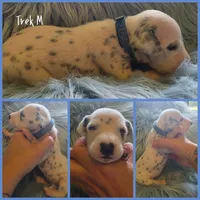 Trek-Wanderlust Litter , a male Dalmatian for sale in Elkton, VA – 4 of 10