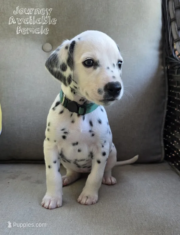 Journey-Wanderlust Litter  – Dalmatian puppy for sale in Elkton, VA