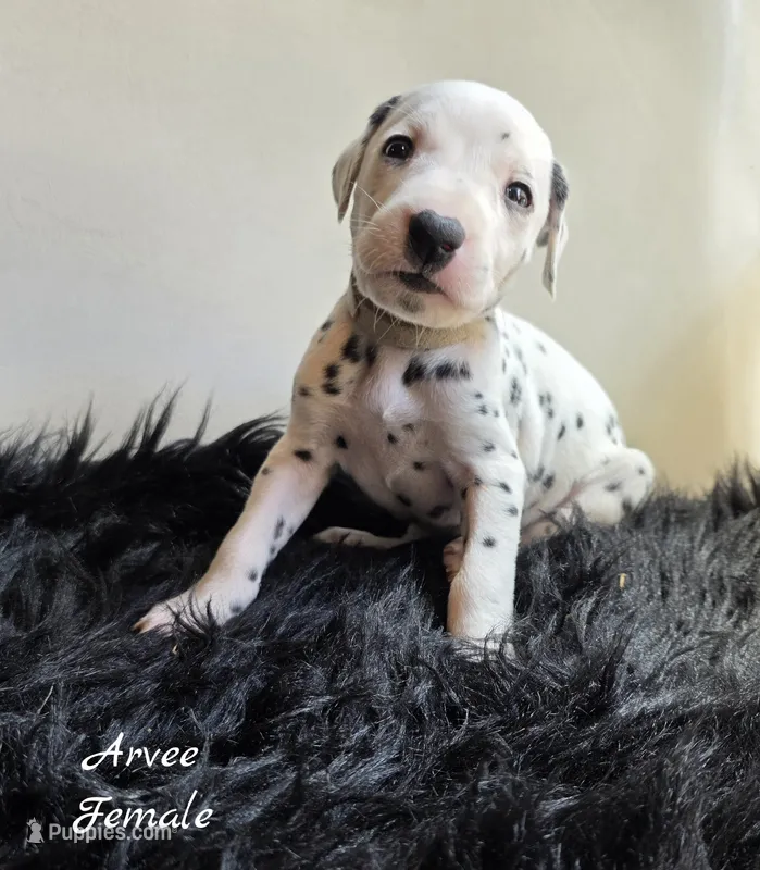 Arvee(RV)-Wanderlust Litter  – Dalmatian puppy for sale in Elkton, VA