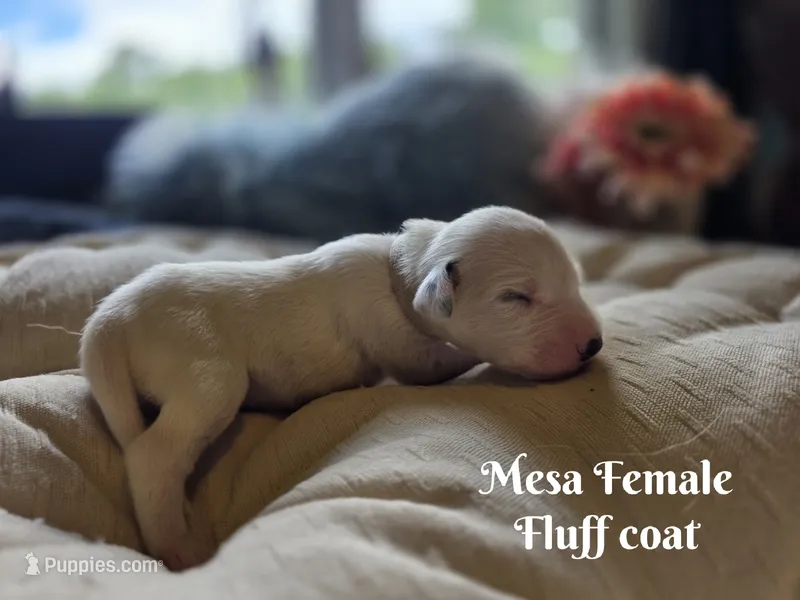 Mesa Wanderlust Litter  – Dalmatian puppy for sale in Elkton, VA