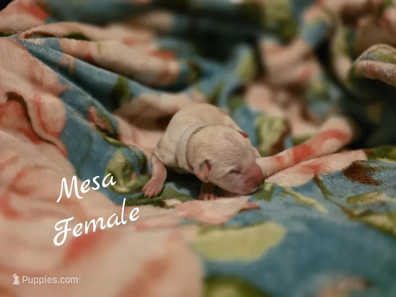 Mesa Wanderlust Litter  – Dalmatian puppy for sale in Elkton, VA