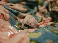 Mesa Wanderlust Litter , a female Dalmatian for sale in Elkton, VA – 1 of 3