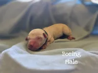 Boeing-Wanderlust Litter , a male Dalmatian for sale in Elkton, VA – 2 of 3