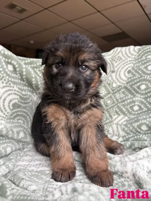 Fanta – German Shepherd Dog puppy for sale in Elkton, VA