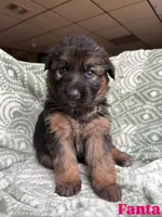 Fanta, a female German Shepherd Dog for sale in Elkton, VA – 1 of 1