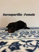 Sarsaparilla , a female German Shepherd Dog for sale in Elkton, VA – 2 of 4
