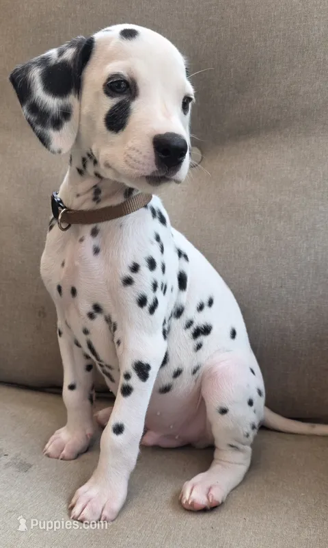 Summit-Wanderlust Litter  – Dalmatian puppy for sale in Elkton, VA
