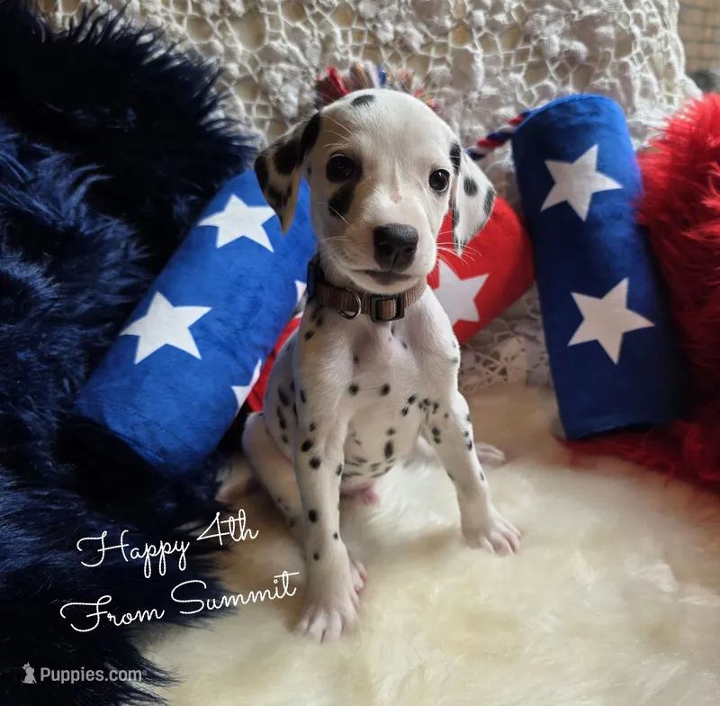 Summit-Wanderlust Litter  – Dalmatian puppy for sale in Elkton, VA