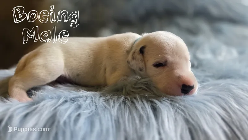 Boeing-Wanderlust Litter  – Dalmatian puppy for sale in Elkton, VA