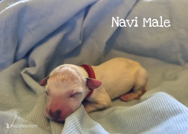 Navi-Wanderlust Litter  – Dalmatian puppy for sale in Elkton, VA
