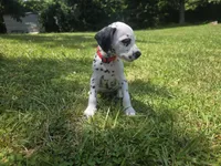 Navi-Wanderlust Litter , a male Dalmatian for sale in Elkton, VA – 5 of 10