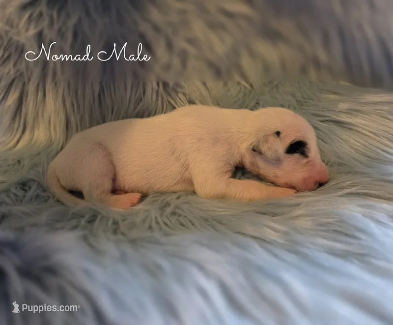 Nomad-Wanderlust Litter  – Dalmatian puppy for sale in Elkton, VA