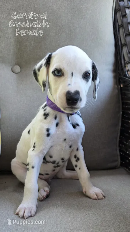 Carnival-Wanderlust Litter  – Dalmatian puppy on hold in Elkton, VA