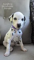 Carnival-Wanderlust Litter , a female Dalmatian for sale in Elkton, VA – 1 of 9