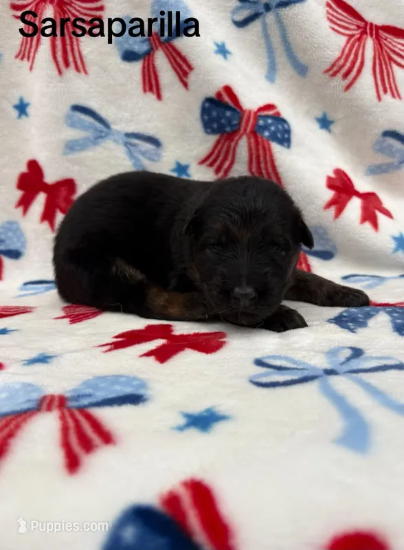 Sarsaparilla  – German Shepherd Dog puppy for sale in Elkton, VA