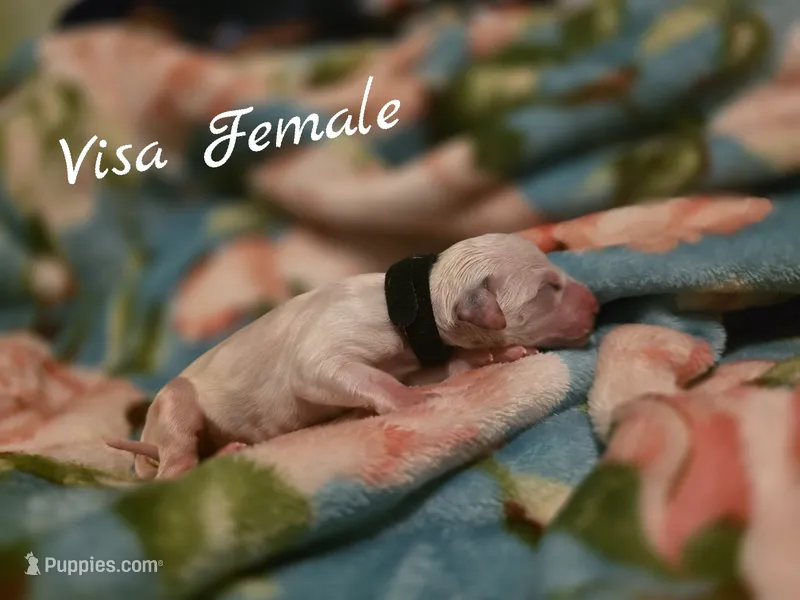 Visa-Wanderlust Litter  – Dalmatian puppy for sale in Elkton, VA