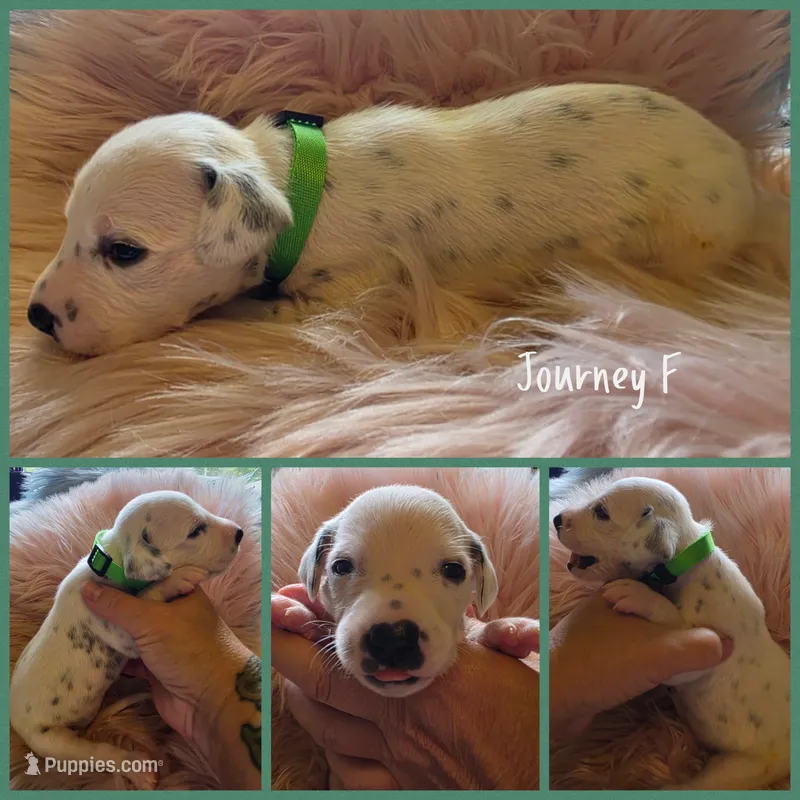 Journey-Wanderlust Litter  – Dalmatian puppy for sale in Elkton, VA