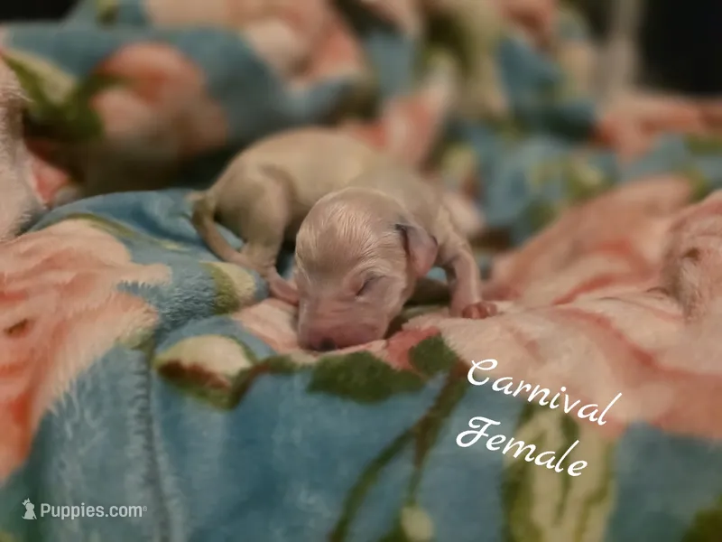 Carnival-Wanderlust Litter  – Dalmatian puppy for sale in Elkton, VA