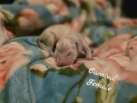 Carnival-Wanderlust Litter , a female Dalmatian for sale in Elkton, VA – 1 of 3