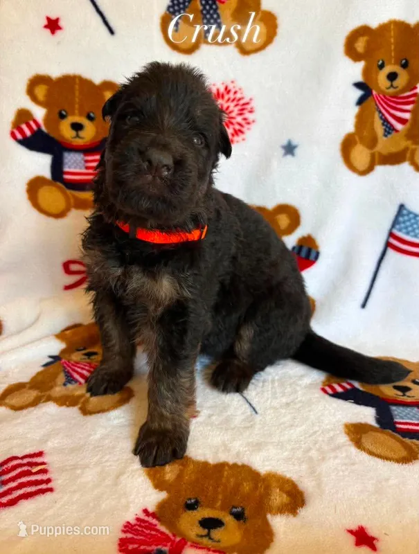 Crush  – German Shepherd Dog puppy for sale in Elkton, VA