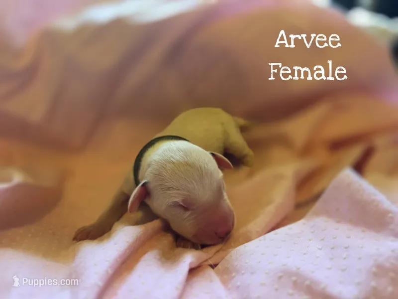Arvee(RV)-Wanderlust Litter  – Dalmatian puppy for sale in Elkton, VA