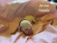 Arvee(RV)-Wanderlust Litter , a female Dalmatian for sale in Elkton, VA – 1 of 3